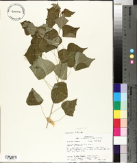 Sapium sebiferum image