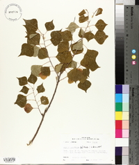 Sapium sebiferum image