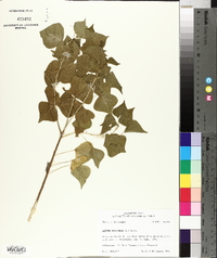 Sapium sebiferum image