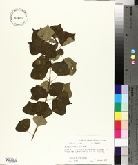 Sapium sebiferum image