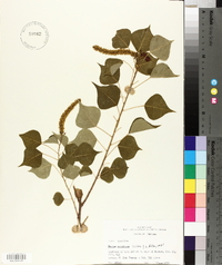 Sapium sebiferum image