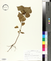 Sapium sebiferum image