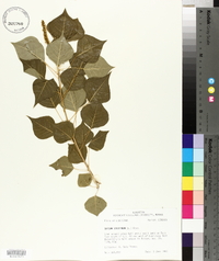 Sapium sebiferum image