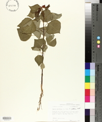 Sapium sebiferum image