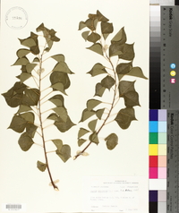 Sapium sebiferum image