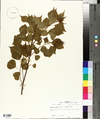 Sapium sebiferum image