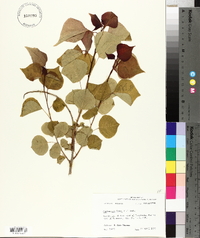 Sapium sebiferum image