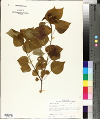 Sapium sebiferum image