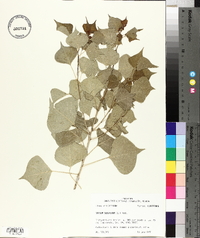 Sapium sebiferum image