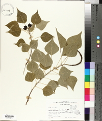 Sapium sebiferum image