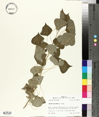 Sapium sebiferum image