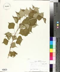 Sapium sebiferum image