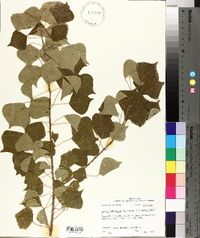 Sapium sebiferum image