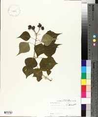 Sapium sebiferum image