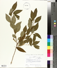 Sebastiania fruticosa image