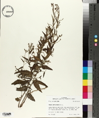 Tragia urticifolia image