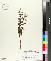 Tragia urticifolia image