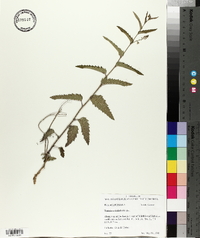 Tragia urticifolia image