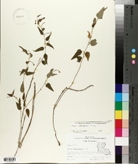 Tragia urticifolia image