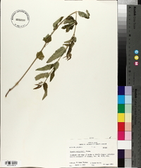 Tragia urticifolia image