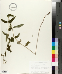 Tragia urticifolia image