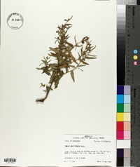 Tragia urticifolia image