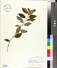 Ditrysinia fruticosa image