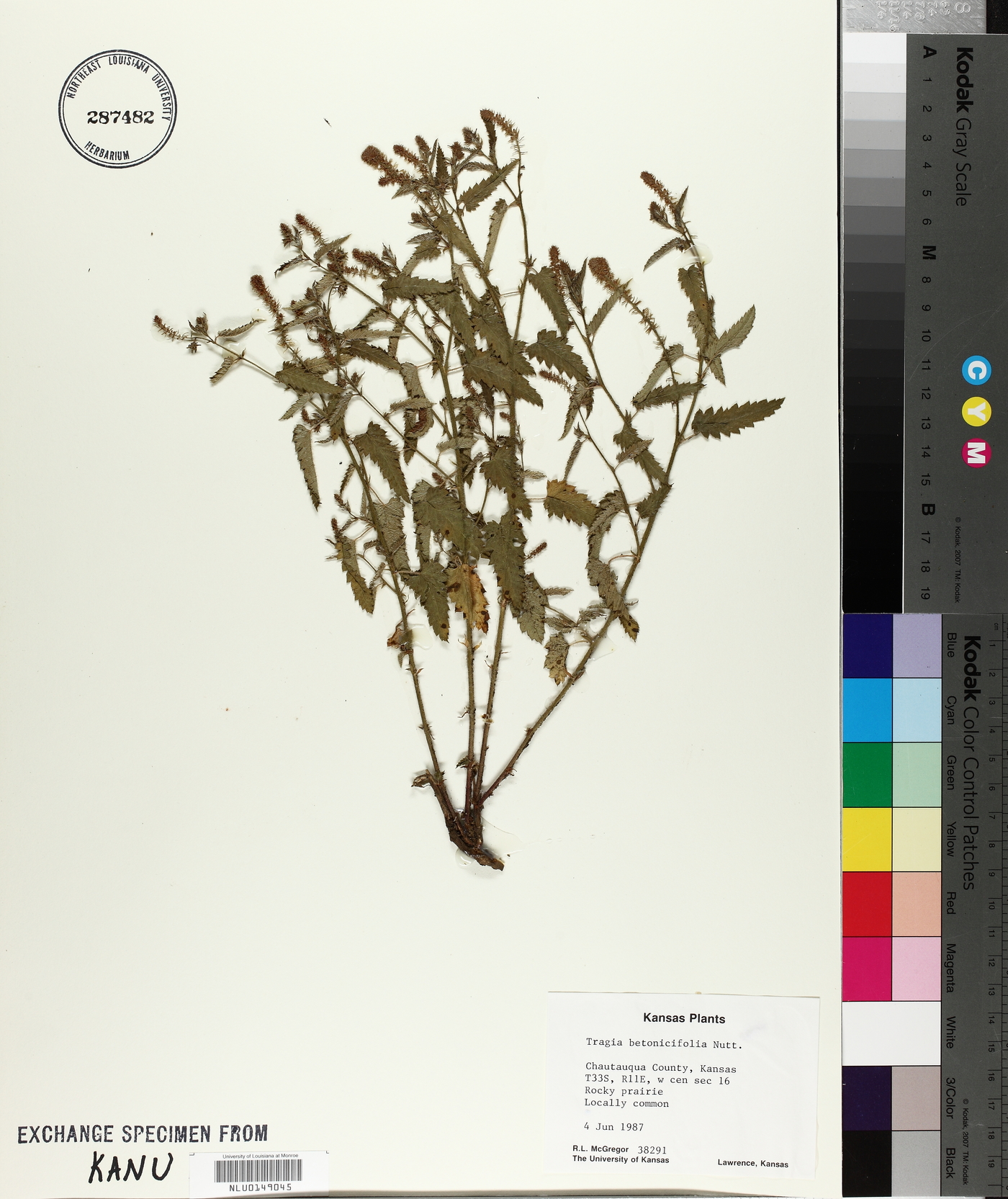 Tragia betonicifolia image