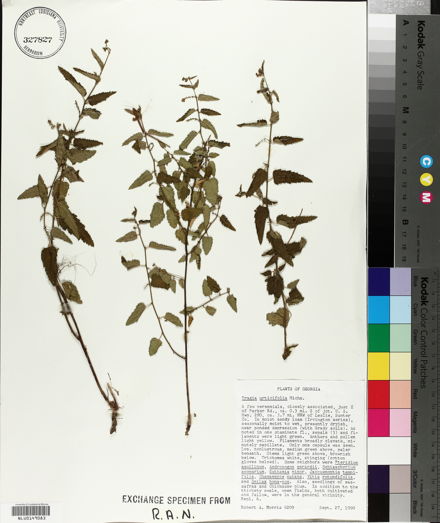 Tragia urticifolia image