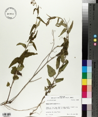 Tragia urticifolia image