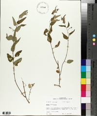 Tragia urticifolia image