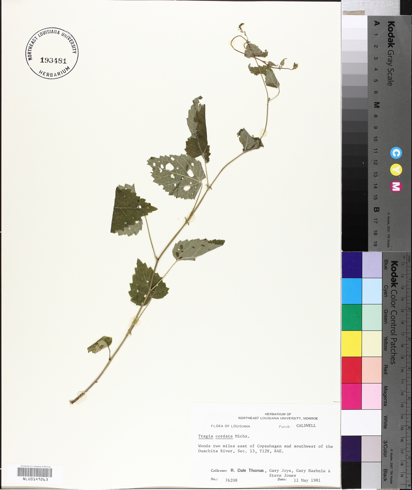 Tragia cordata image