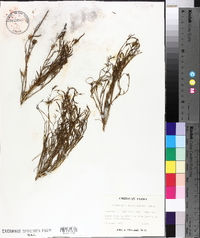 Stillingia linearifolia image