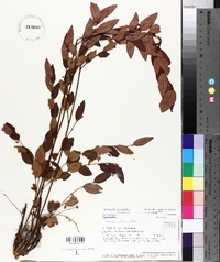 Image of Breynia bicolor