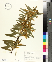 Acacia longifolia image