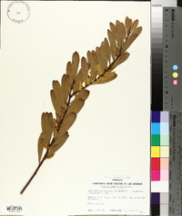 Acacia longifolia image