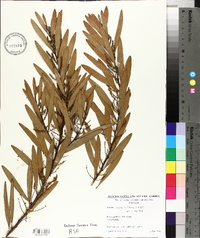 Acacia longifolia image