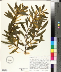 Acacia longifolia image