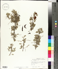 Acacia greggii image