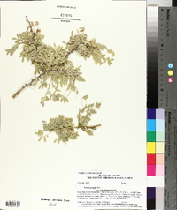 Acacia greggii image