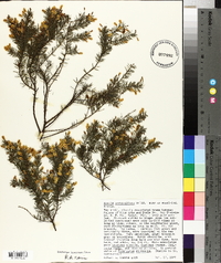 Acacia verticillata image