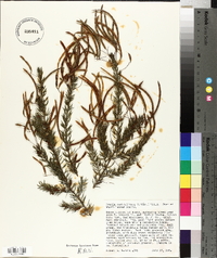 Acacia verticillata image