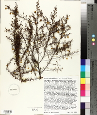 Acacia pulchella image