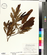 Acacia glomerosa image