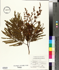 Acacia glomerosa image