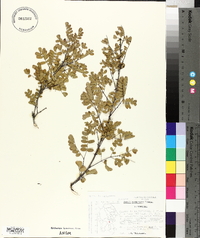 Acacia roemeriana image