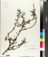 Vachellia farnesiana image