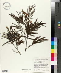 Acacia decurrens image