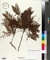 Acacia decurrens image