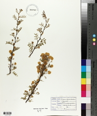 Acacia constricta image